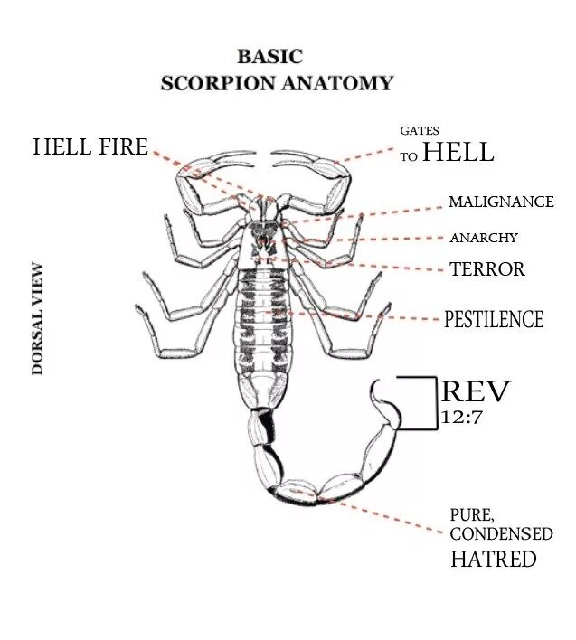Внутреннее строение скорпиона. Скорпион внутреннее строение тела схема. Скорпион снизу. Строение скорпиона схема.
