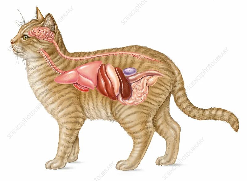 Пищевод кошки. Организм кошки. Строение органов кошки. Анатомия тела кота. Анатомия кошки внутренние органы.