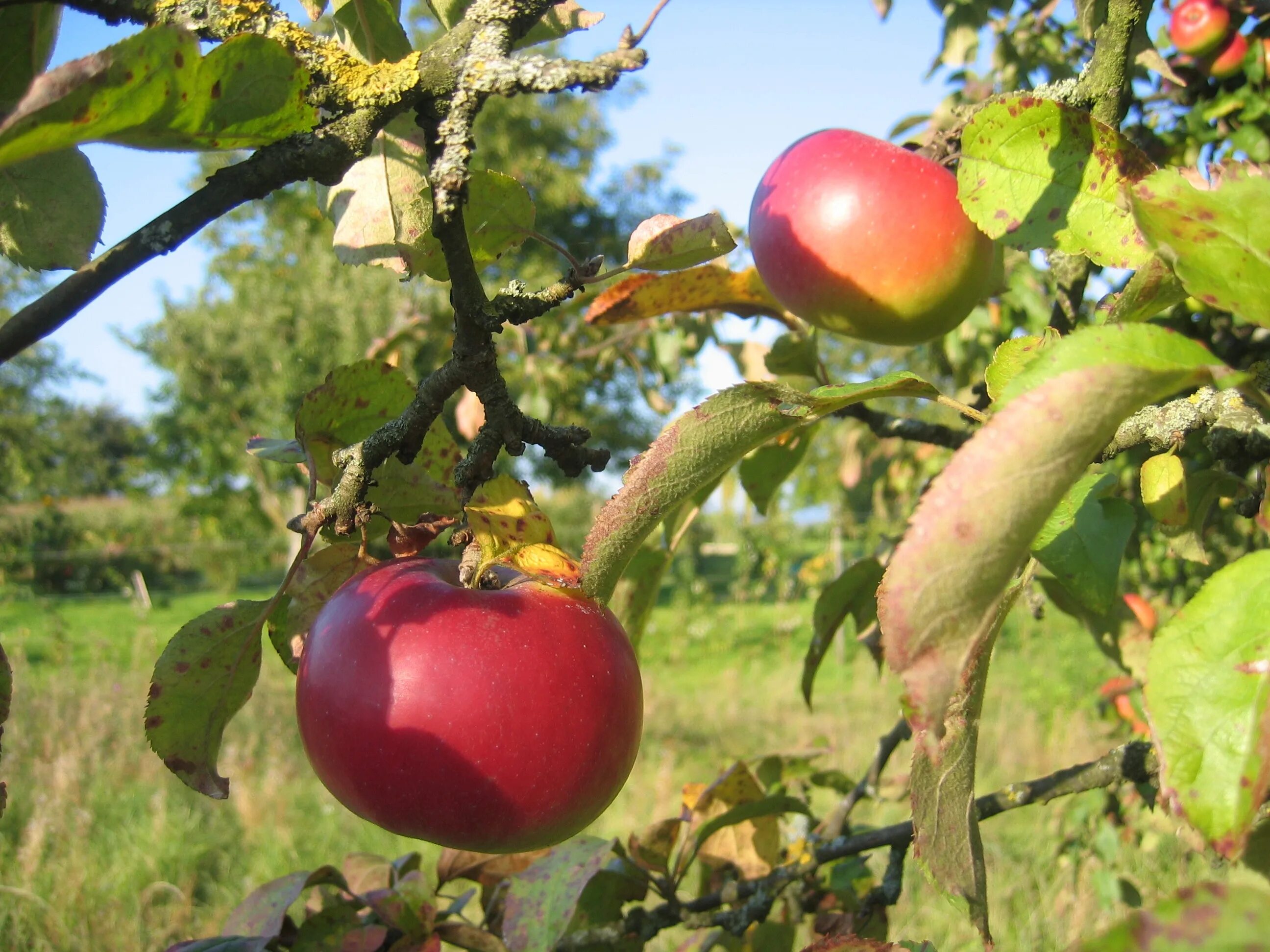 Яблони пенза. Яблоки на дереве. Пазл яблоко. Пазл яблоня. Яблочный сад.