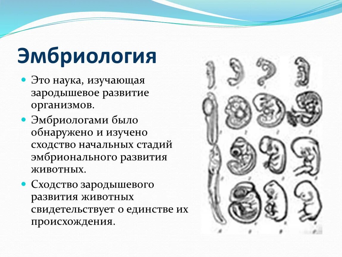 Эмбриональное развитие человека в основном. Этапы эмбрионального развития позвоночных животных. Эмбриология доказательства эволюции. Эмбриология, сходство зародышей организмов. Эмбриология стадии развития эмбриона.