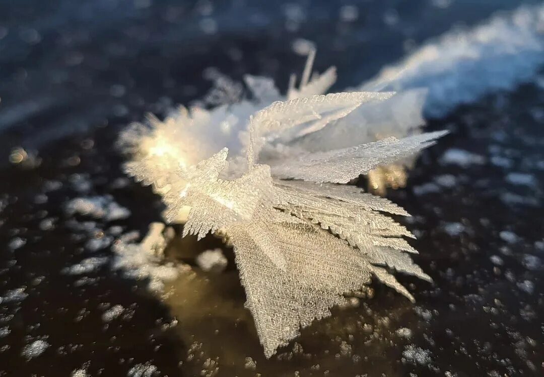 Снежные цветы на льду озера. Ледяные цветы в фарике. Патчи ледяные цветы. Патчи ледяные цветы. Ледяные цветы.
