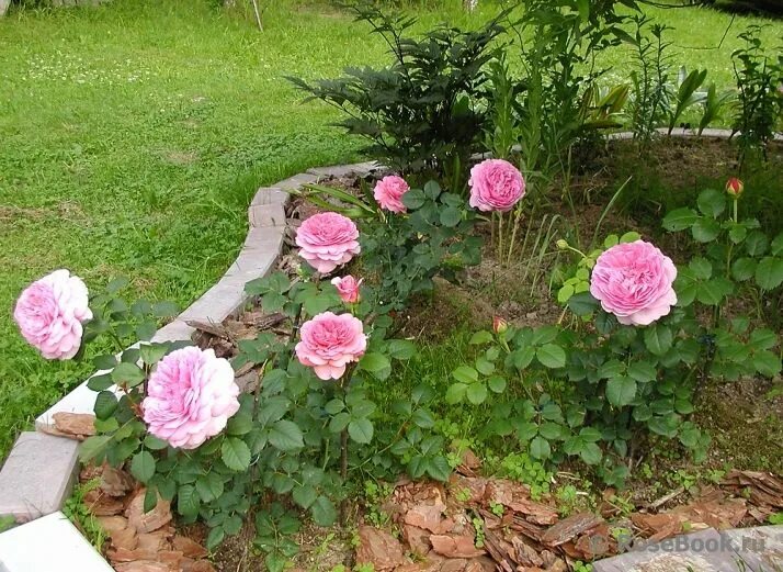 Роза александр кент фото и описание Roses Du Jardin Chêneland: Rosier "princess Alexandra Of Kent" 40C