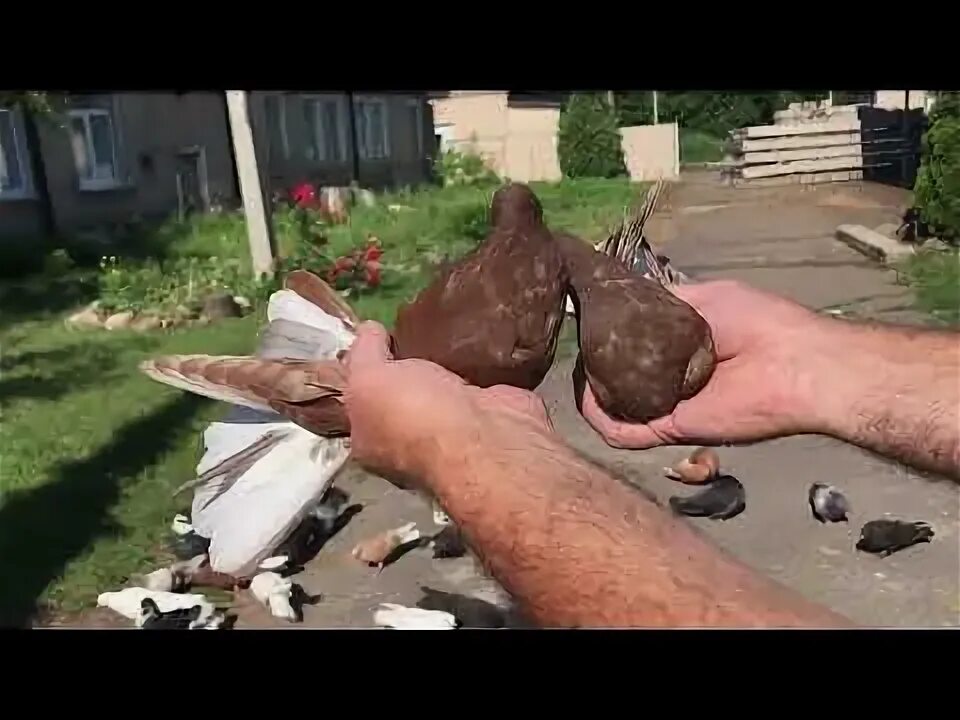 Голубь селфи. Голуби андижанские гури. Обзор голубей. Обзор голубя. Обзор голубя.