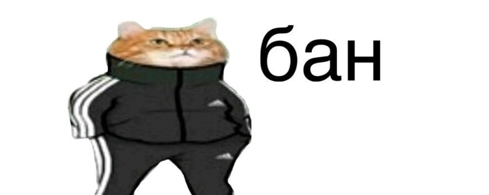 Сплитика бан. Вам бан. мемы. кот мем. мемы про бан.