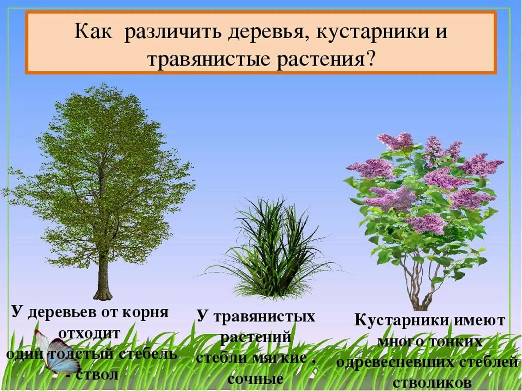 Как отличить цветы. Отличие дерева от кустарника. Различия между деревом и кустарником. Травянистые растения деревья. Дерево кустарник травянистое.