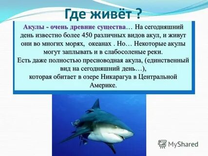 В каком море больше всего акул