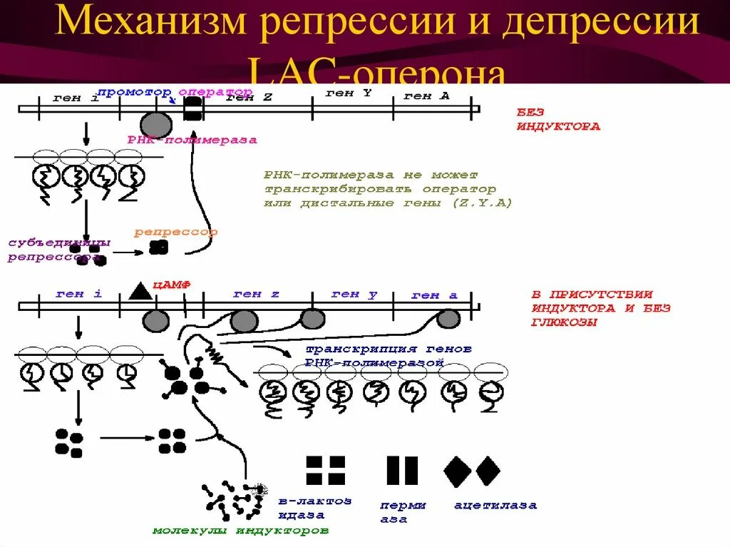 Без ген. Механизм индукции и репрессии оперона. схему lac-оперона: в состоянии репрессии. lac оперон и оперон репрессии. механизмы репрессии генов.