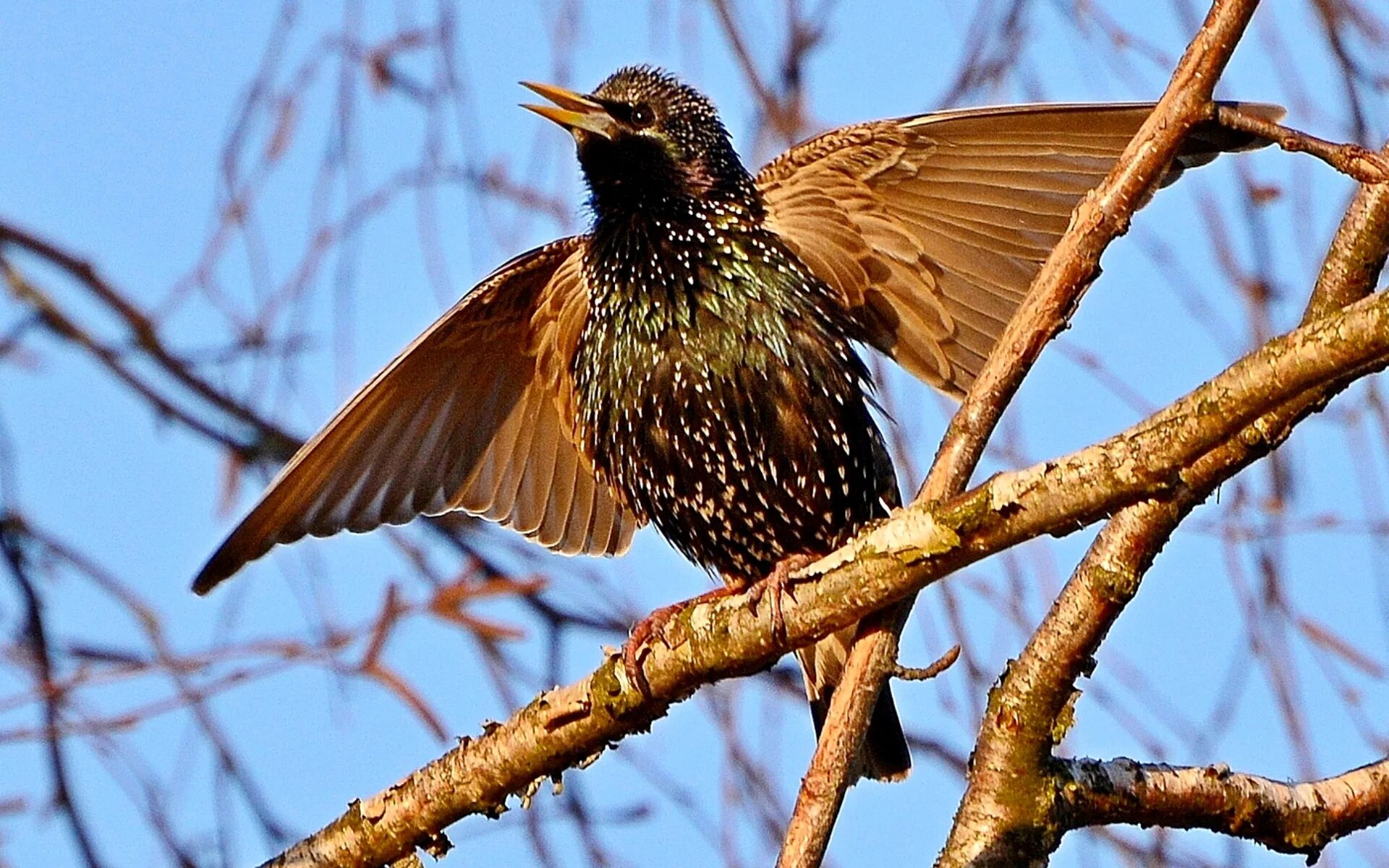 Скворцы весенние птицы