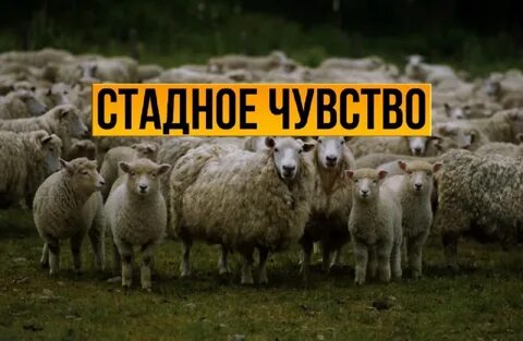 Стадный инстинкт