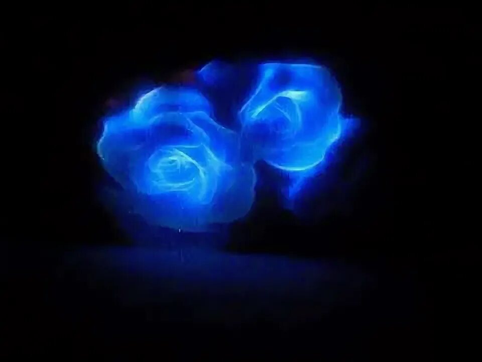 Прошу синими. Frequenz синие розы. Frequenz - синие розы.mp3. Синие розы песня Frequenz.