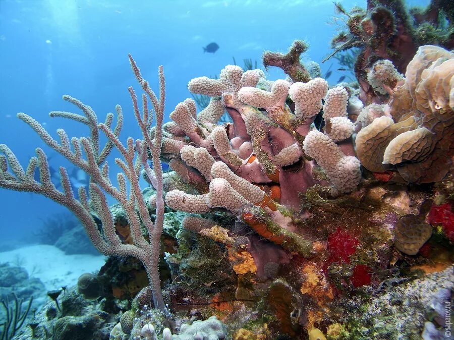 Подводный мир кораллов. Коралловые рифы Карибского моря. Барьерные рифы Карибского моря. Косумель риф. Косумель Карибское море.