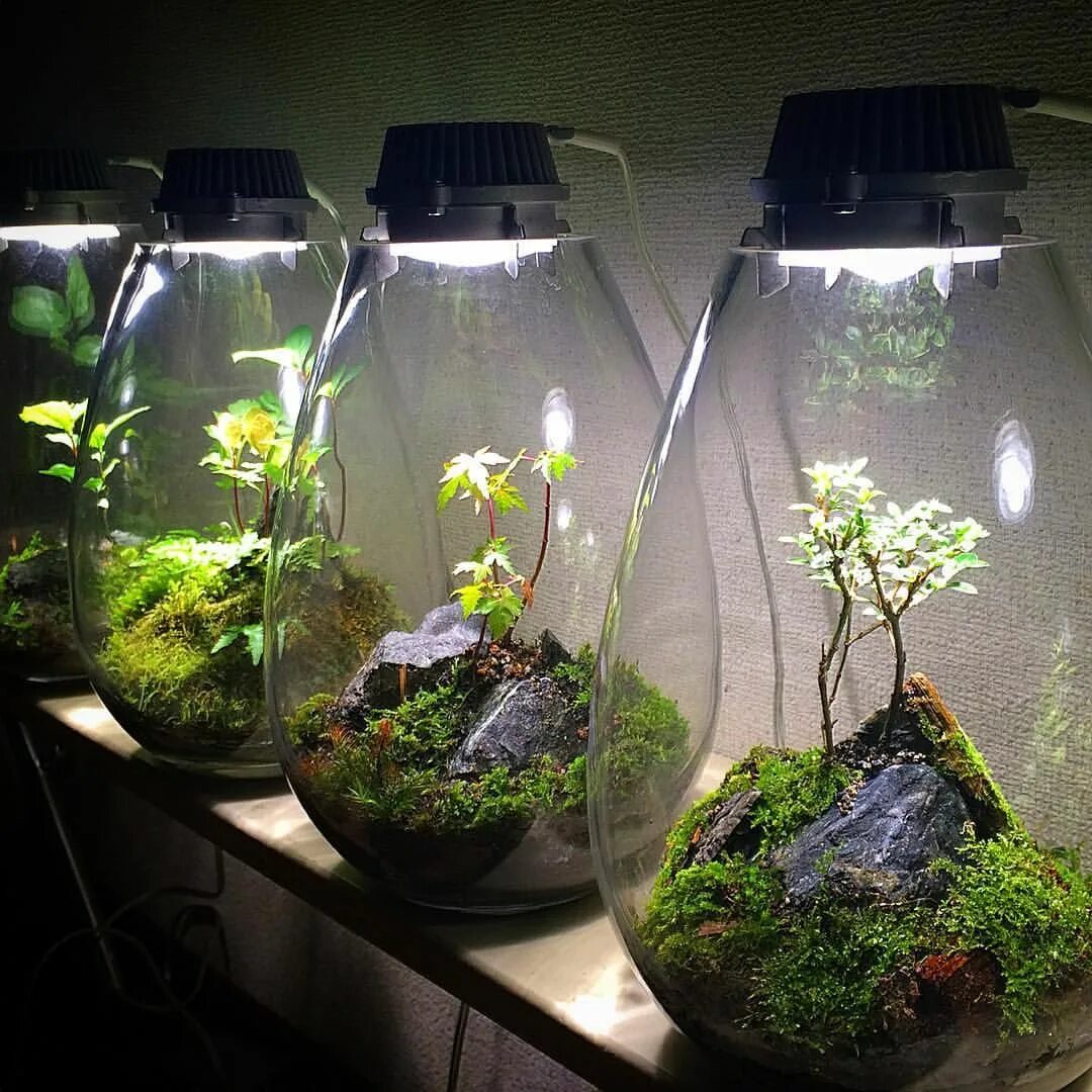 Флорариум плантс. Terrarium Moss террариумный мох. Палюдариум акваскейп. Террариум флорариум аквариум. Экосистема аквариума обитатели