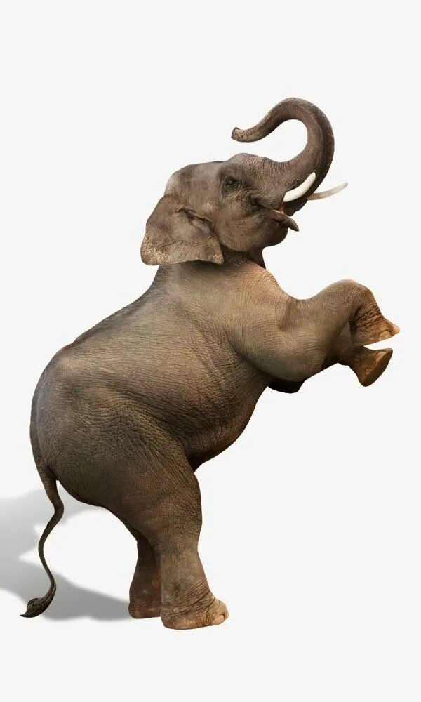 Стоящий слоник. Слон сен Санса. Сен-Санс карнавал животных слон. Танцующий слон. Слон на задних лапах.