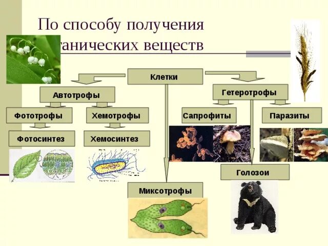 Автотрофный тип питания характерен