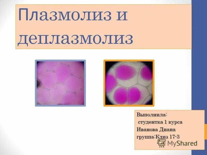 Плазмолиз и деплазмолиз в клетках. Плазмолиз. Явление плазмолиза и деплазмолиза. Плазмолиз и деплазмолиз. Формы плазмолиза.