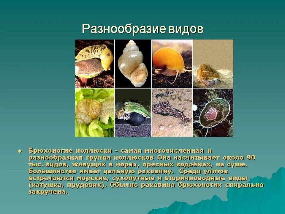 Представитель моллюсков является. Многообразие брюхоногих. Представители типа моллюсков. Многообразие брюхоногих моллюсков. Тип моллюски многообразие.