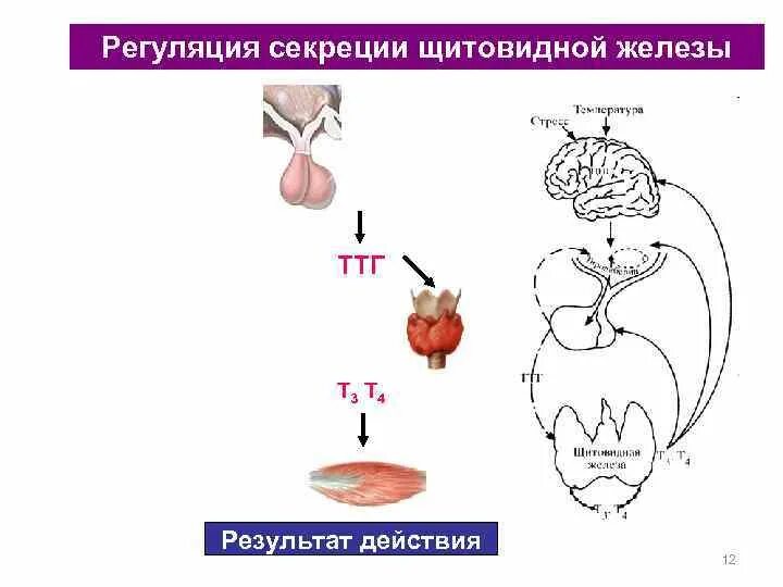 ТТГ т3 т4. Регуляция гормонов щитовидной железы схема. ТТГ щитовидной железы. ТТГ регуляция щитовидной.