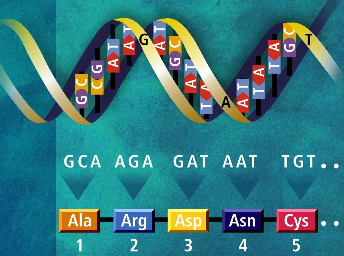 Dna code