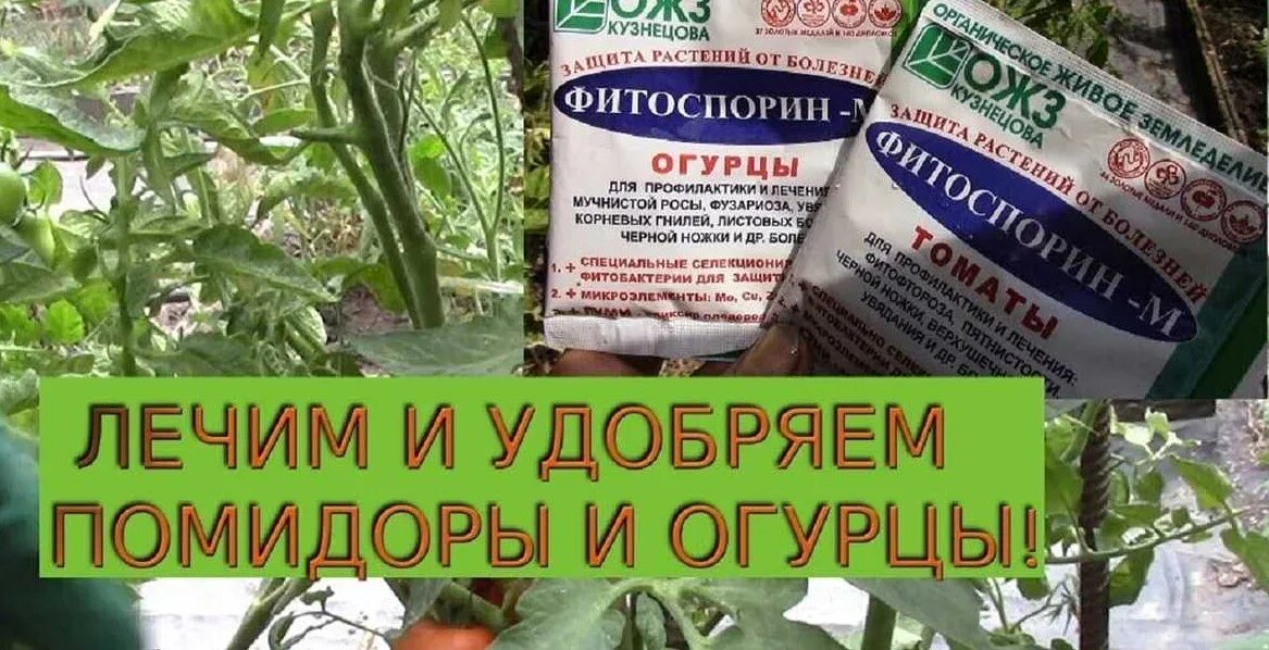 Можно ли опрыскивать помидоры. Фитоспорин для рассады томатов. Фитоспорин опрыскивание томатов. Таблетки для растений от фитофторы. Препараты от фитофторы на томатах.