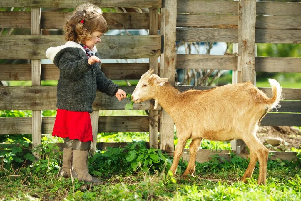 Козочки в деревне. Деревенская коза. Домашние животные в деревне. Ребёнок и животное в деревне.