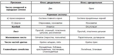 Таблица характеристика класса двудольные и однодольные