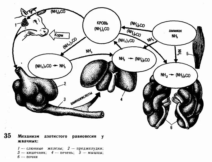 Пищеварительная система парнокопытных жвачных животных. Строение желудка жвачных. Строение желудка коровы егэ. Микроорганизмы в рубце жвачных. Строение желудка жвачных млекопитающих.