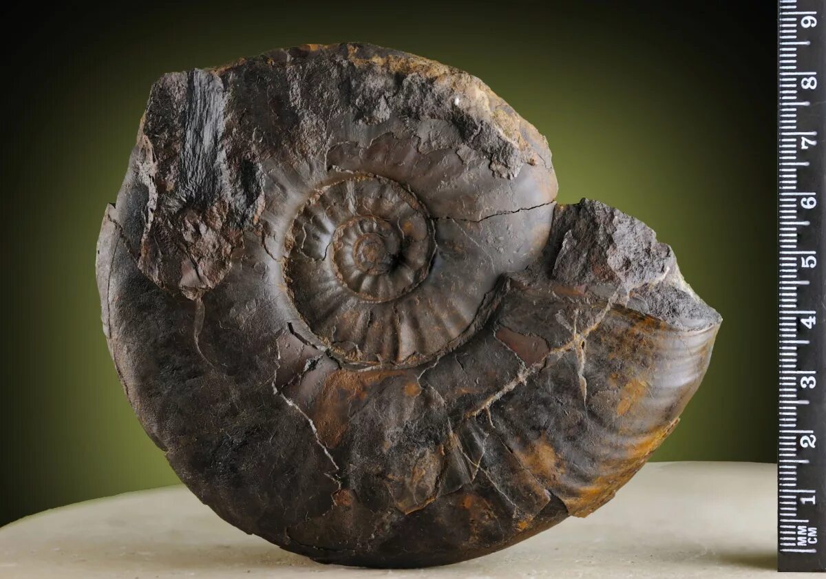 Моллюски аммониты и белемниты. Аммониты головоногие белемнит. Аммониты белемниты трилобиты. Окаменелости аммониты и белемниты. Окаменелости аммониты и белемниты.