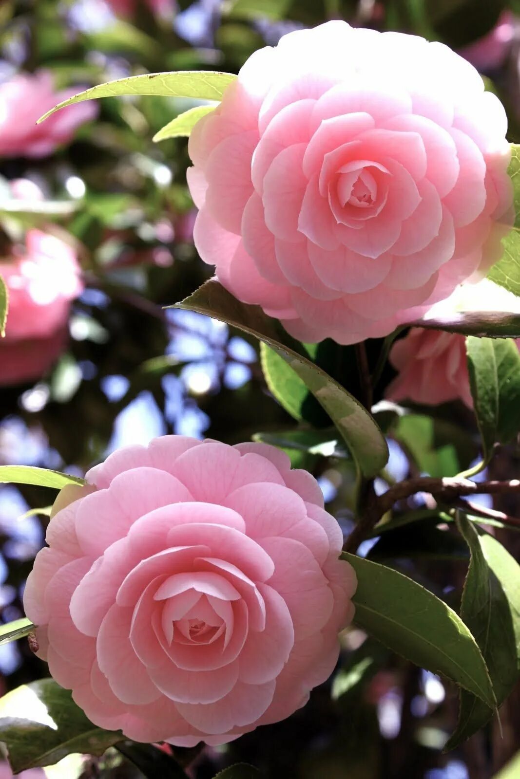 красная камелия миддлмиста. камелия махровая. миддлемист камелия. миддлемист камелия. камелия миддлберийская.