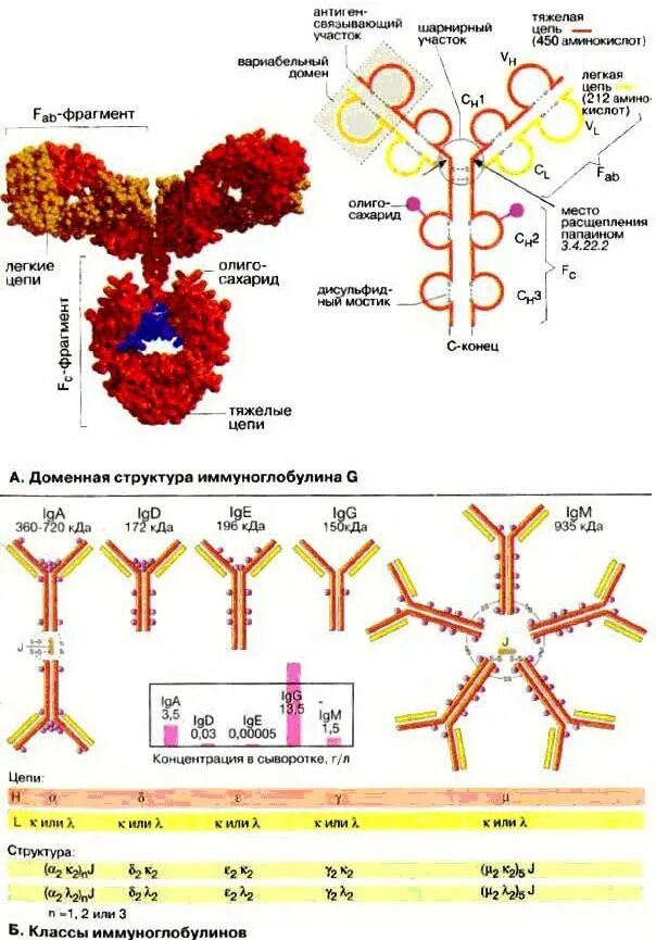 Структура иммуноглобулинов иммунология. Строение иммуноглобулина g. Иммуноглобулин третичная структура.
