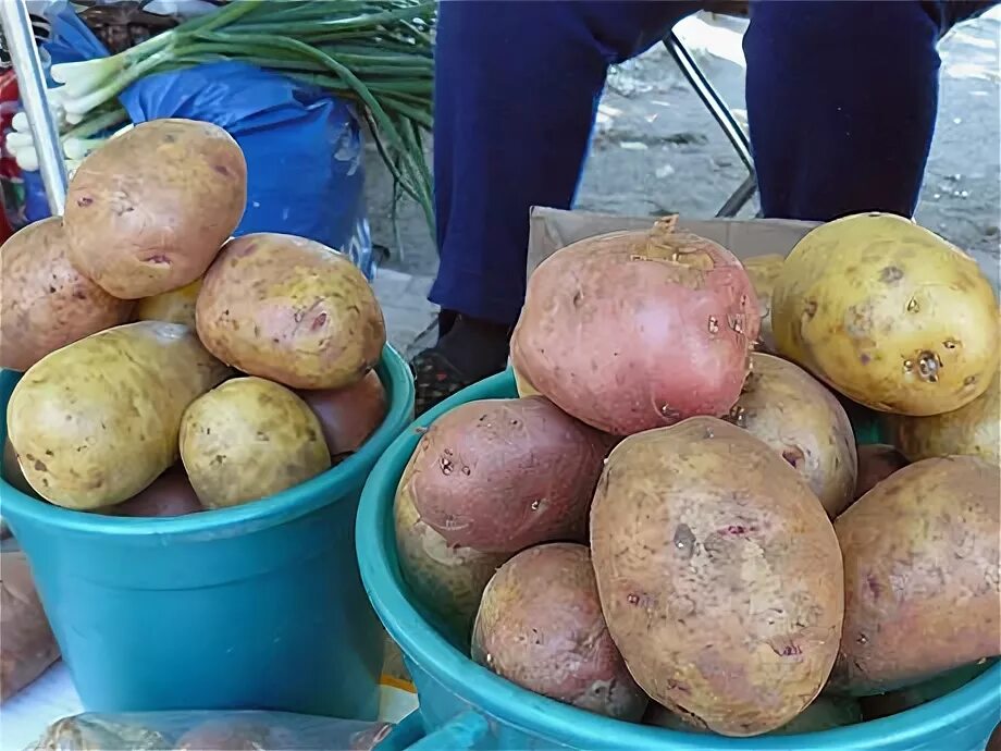 Картофель мужской род. Ведро картошки. Картофель в ведре. Фото картошки в ведре. Черное ведро картошки.