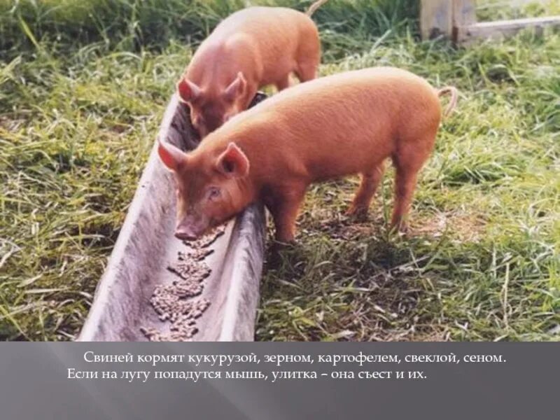Можно давать кукурузу поросятам. Кормление свиней. Комбикорм для хряков. Можно давать кукурузу поросятам. Можно давать кукурузу поросятам.