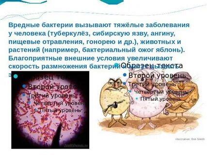 Вред приносимый бактериями