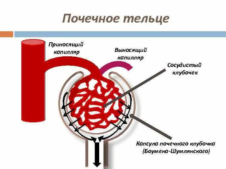 Артериолы клубочка. Строение сосудистого клубочка почек. строение капсулы боумена-шумлянского. тельце шумлянского-боумена. клубочек боумена шумлянского.