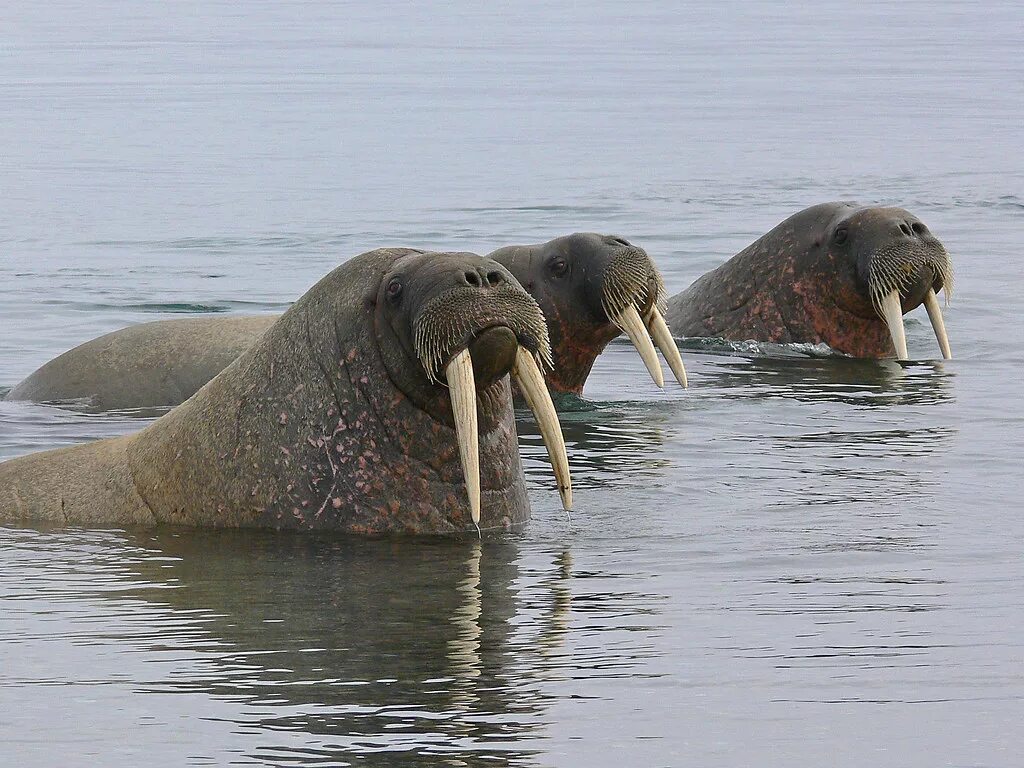 Моржи в тундре. Лаптевский морж. Атлантический морж. Тихоокеанский морж. Морж животное.