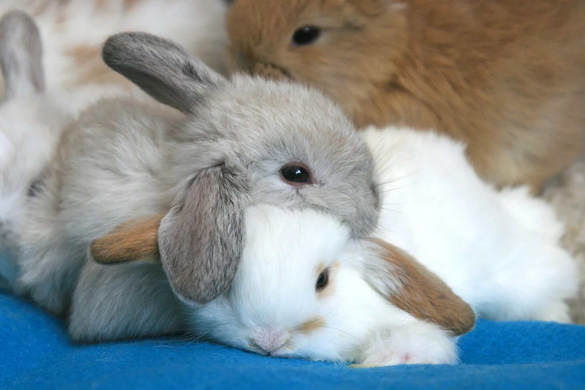 Зайцы. Bunnies pet. Bunnies pet. Милые кролики. Bunnies pet.