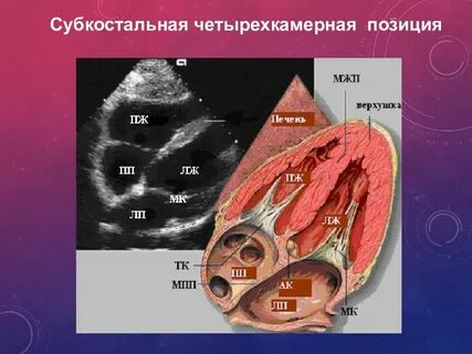 Эхо кг в туле
