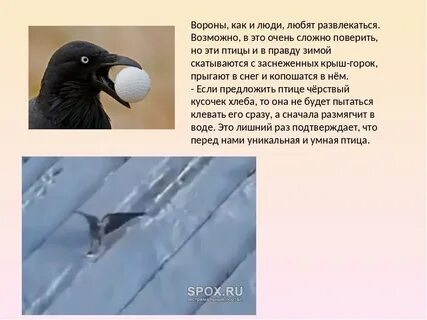 Почему вороны воруют
