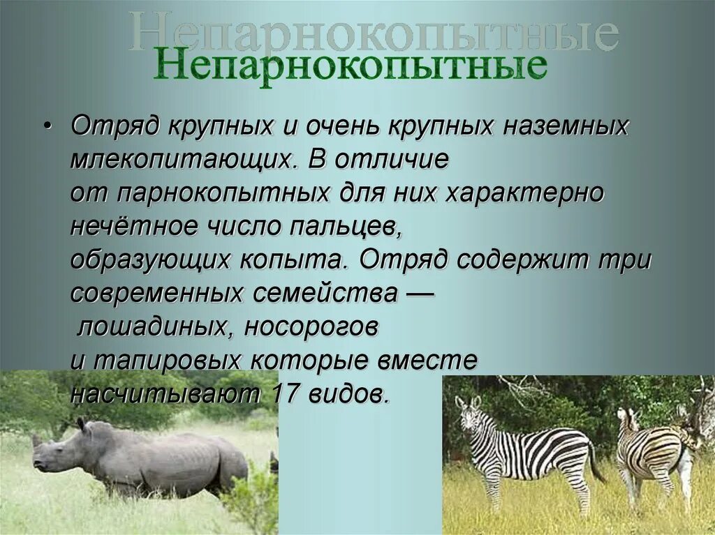 Место обитания парнокопытных. Отряды млекопитающих непарнокопытные. Биология 7 класс отряды млекопитающих парнокопытные непарнокопытные. Описание отряда непарнокопытные. Отряд непарнокопытные копыта.