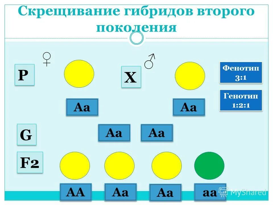 Анализирующее скрещивание фенотип. Аа аа генотип и фенотип. Анализирующее дигибридное скрещивание. Генетическая схема анализирующего скрещивания. 1.