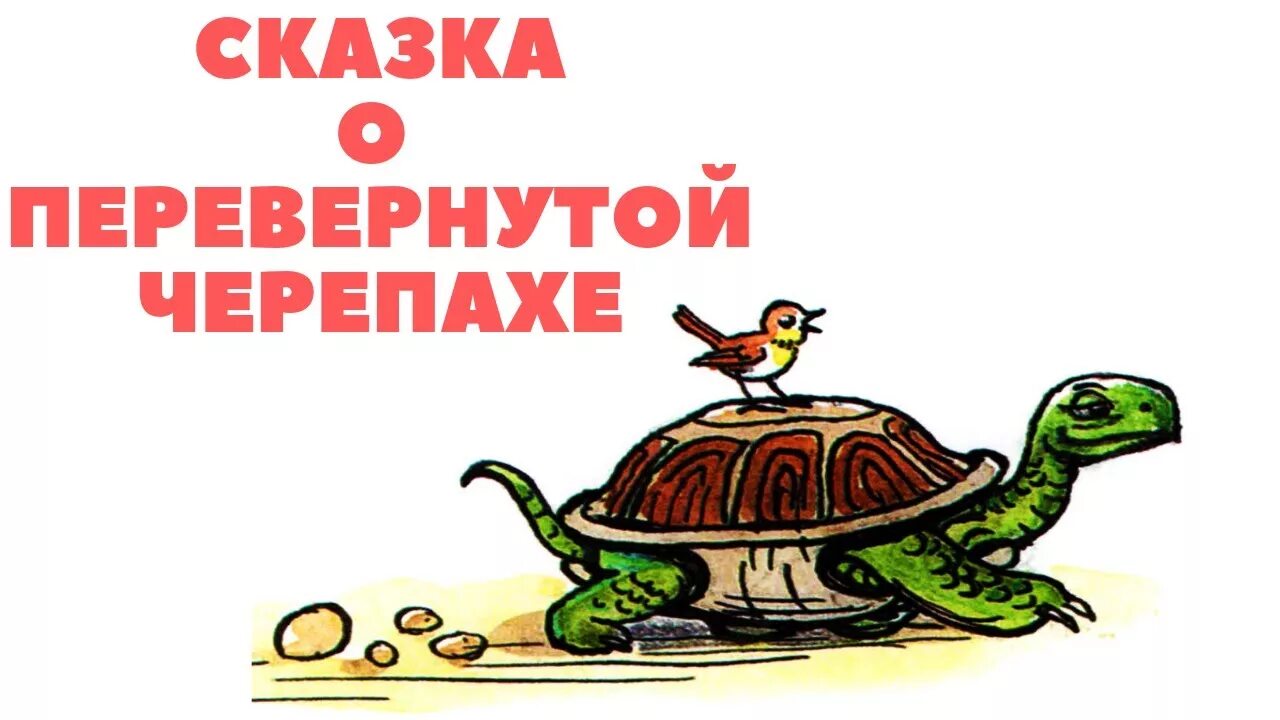 Пляцковский сказка о перевернутой черепахе. Сказка о перевернутой черепахе. Иллюстрации к сказкам о перевернутой черепахе. Сказка про черепаху. Читай про черепаху