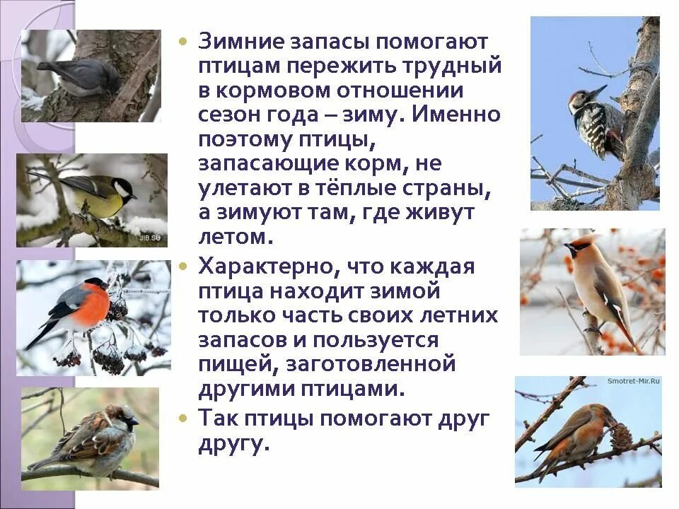 Как живется птицам