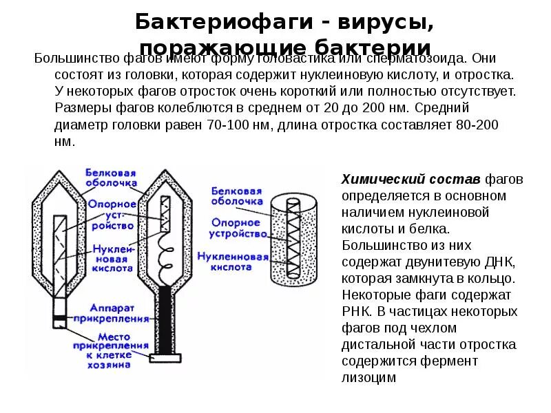 Вирусы состоят из нуклеиновой кислоты. Белковая оболочка бактериофага. Строение бактериофага микробиология. Бактериофаги вирусы поражающие бактерий. Формы головок бактериофагов.