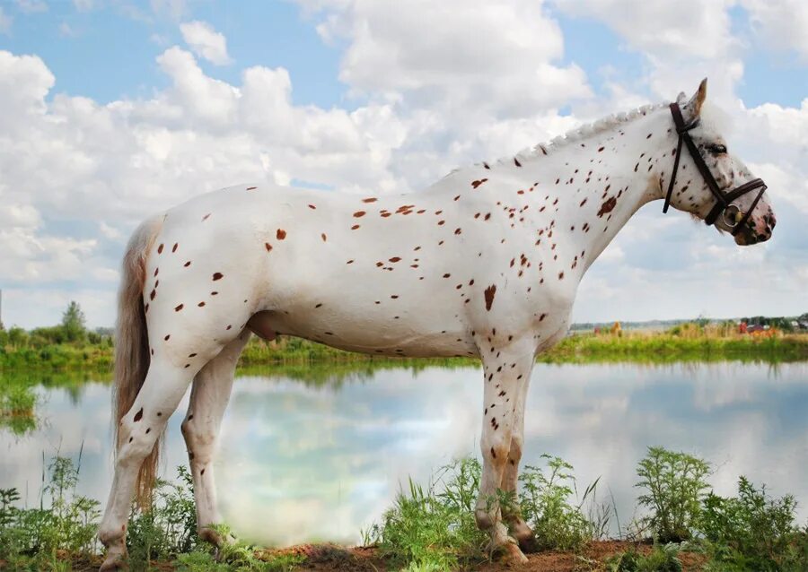 рыжеватое пятно на боку вороного коня сканворд. рыжеватое пятно на боку вороного коня сканворд. аппалуза лошадь. пегая аппалуза. чубарая масть лошади.
