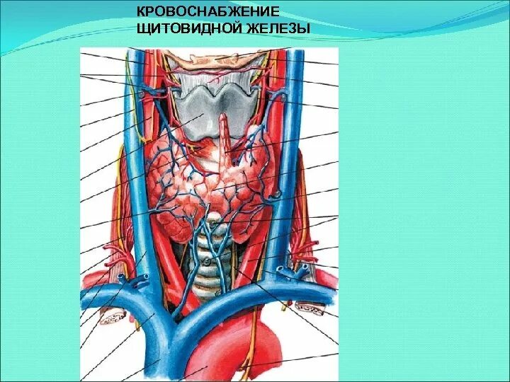 Щитовидная железа кровоснабжение и иннервация. Нижняя щитовидная артерия анатомия. Безымянная Вена щитовидной железы. Кровоснабжение щитовидной железы анатомия.