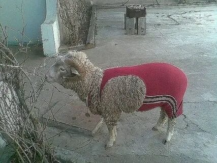 Барашка зашла прикол