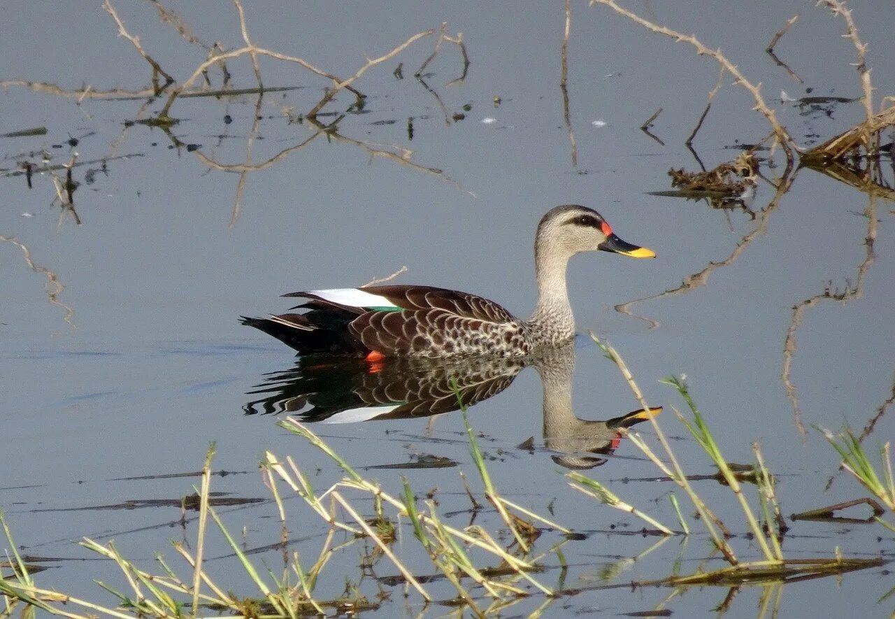 Водоплавающей птицей является