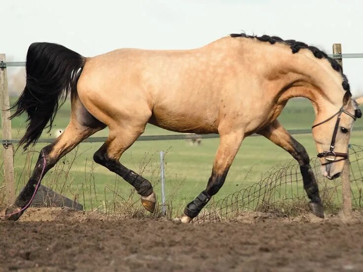 Золотисто буланая лошадь. Буланый как пишется. Андалузская буланая. Кигер-мустанг лошадь. Буланая лошадь.