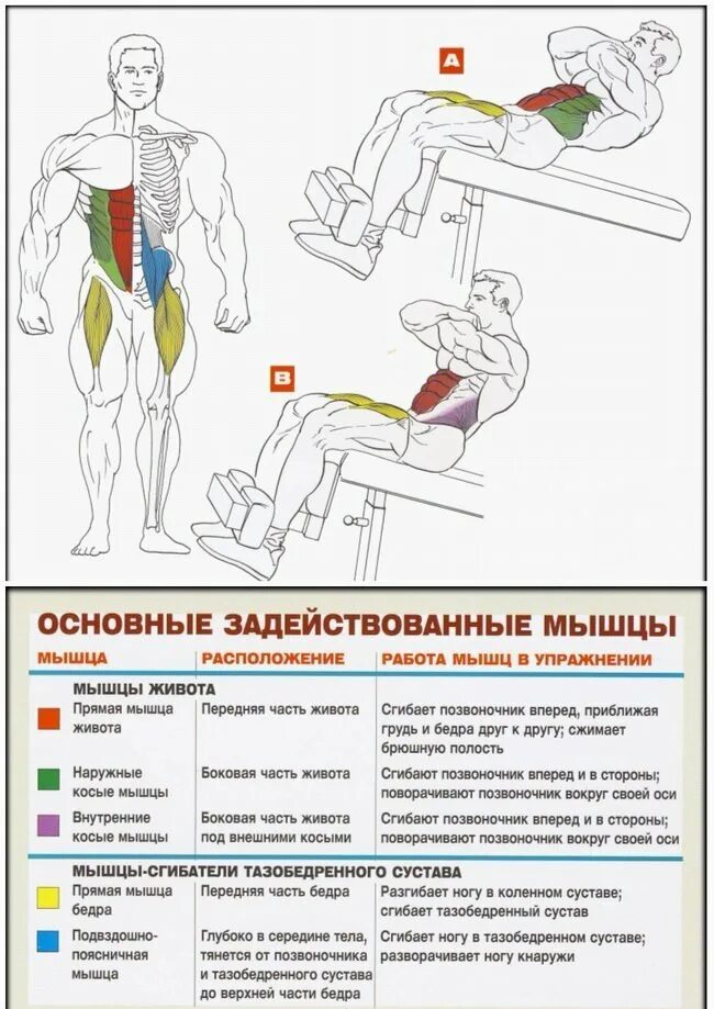 Какие упражнения для развития мышц. Упражнения на пресс мышцы. Скручивание на наклонной скамье мышцы. Скручивания на скамье с наклоном пресс.