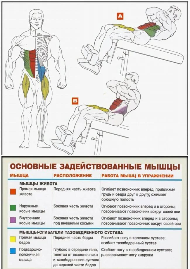 Тренировка мышц брюшного пресса. При упражнениях на пресс задействованы мышцы. Мышцы задействованные при упражнениях. Упражнения на группы мышц живота. Упражнения для мышц на скамье.