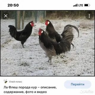 Куры в волжском